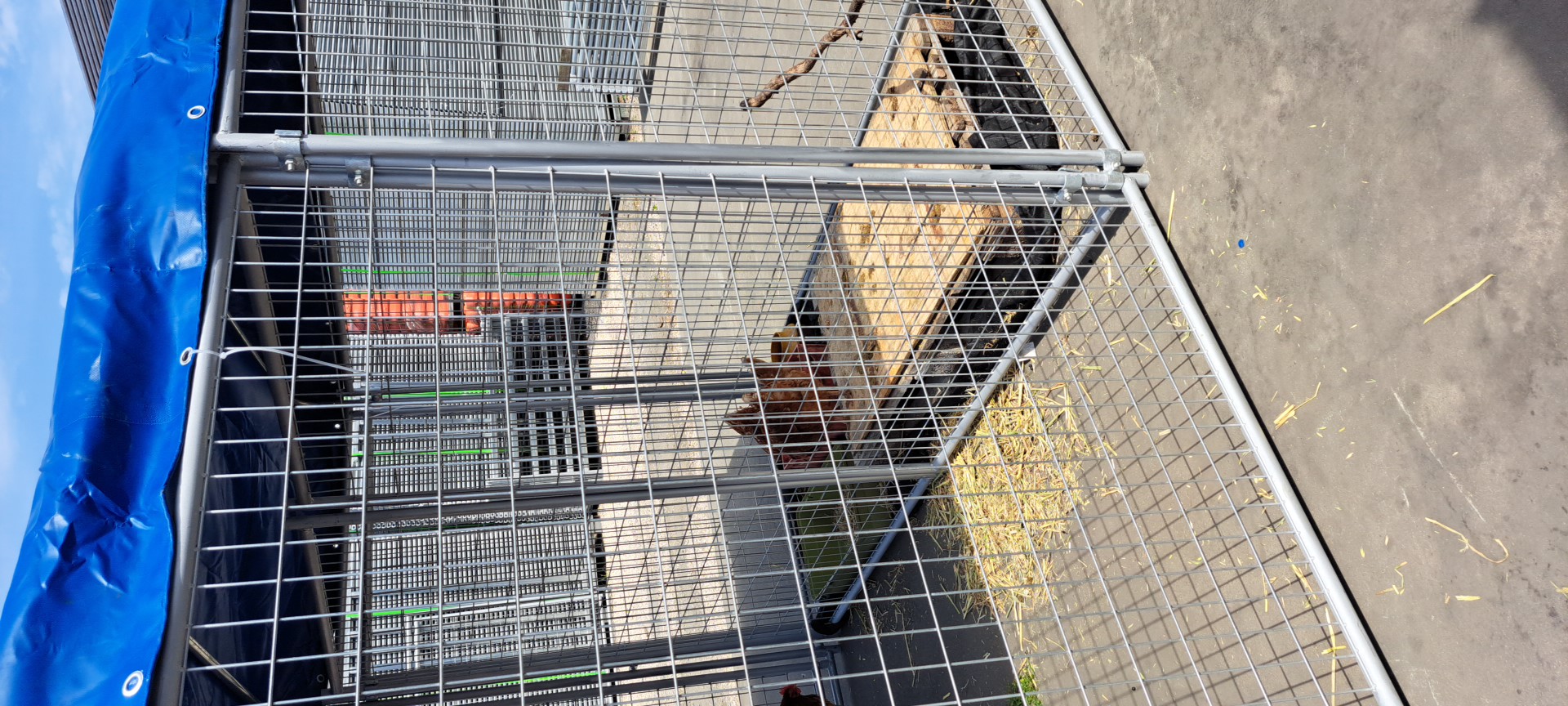 PetChooksGoatsDogsEtcEnclosureTwinBay3 pet enclosure Picture